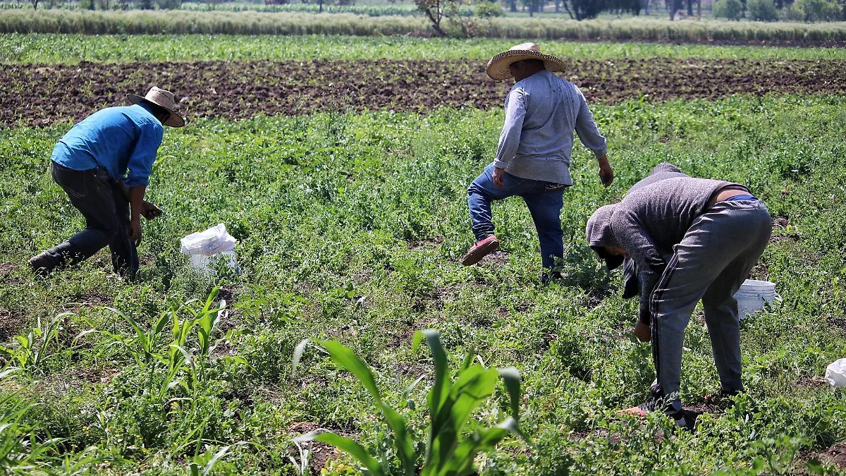 AGROQUIMICOS_FMM (2)